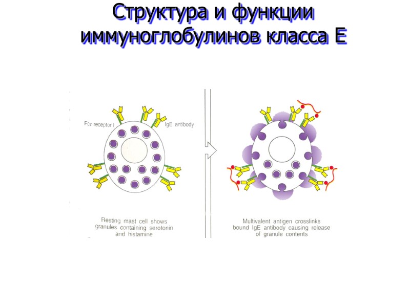 Структура и функции иммуноглобулинов класса E